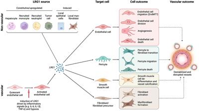 The disruptive role of LRG1 on the vasculature and perivascular microenvironment